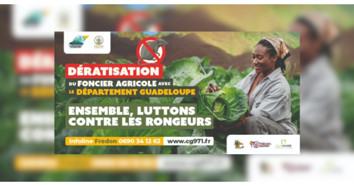 Lancement de la campagne de dératisation des terres agricoles